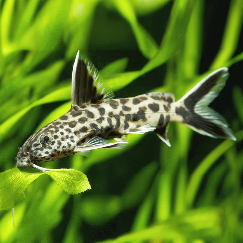 Leopard Cat